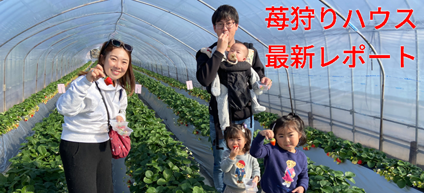 苺狩りハウス最新レポート
