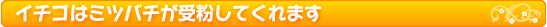 イチゴはミツバチが受粉してくれます